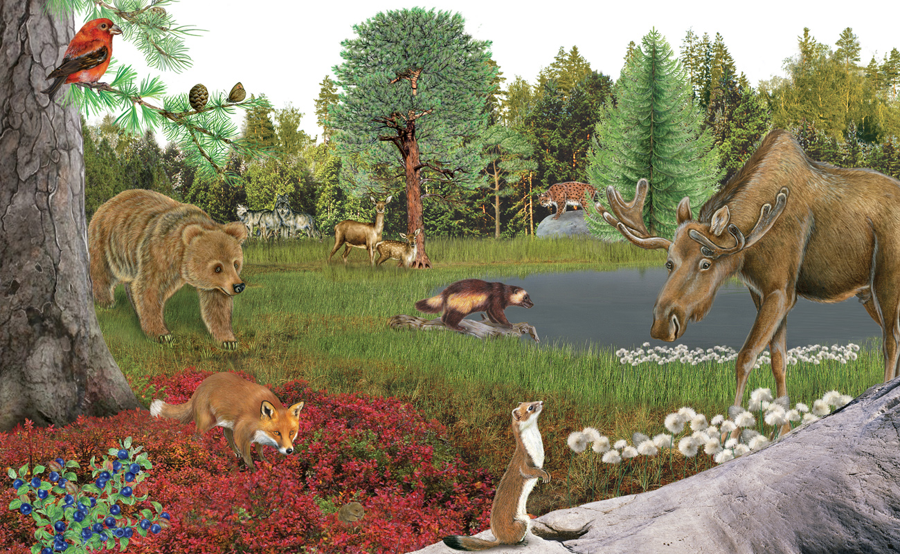 taiga